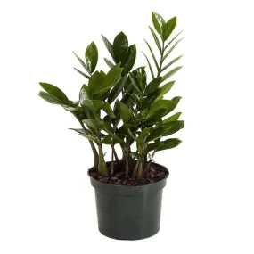 ZZ Plant 6" Growpot